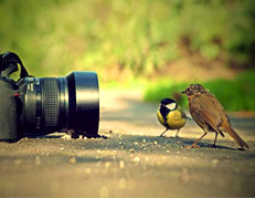 Randeep Singh the wildlife photograher's contacts